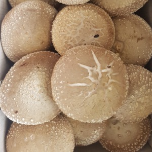 [찬들표고] 생거진천 표고버섯 특품 1kg